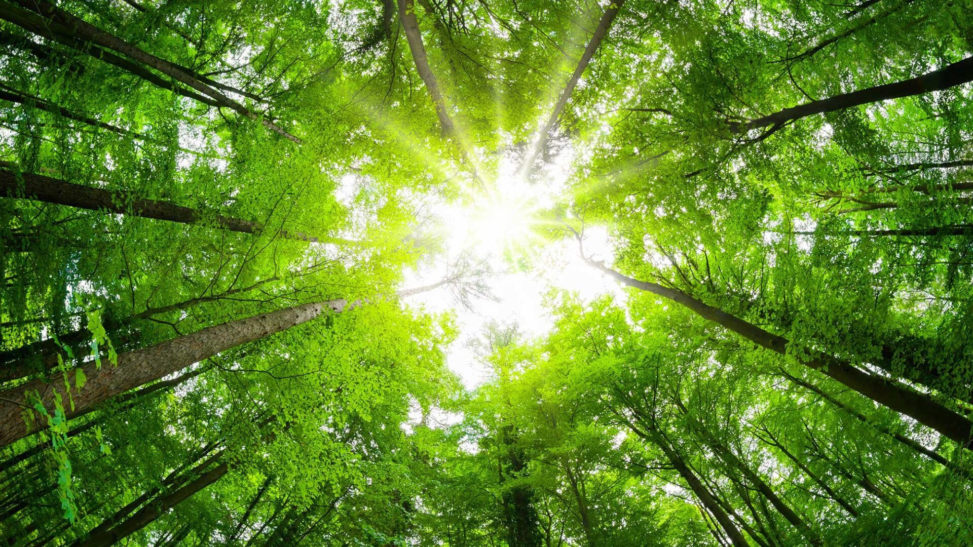 Zon schijnt door de bomen